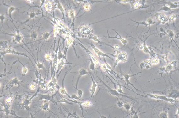 Primary Canine Spinal Cord Neuron (SCN)