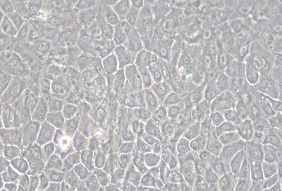 Primary Caprine Gingival Epithelial Cells (GiEC)