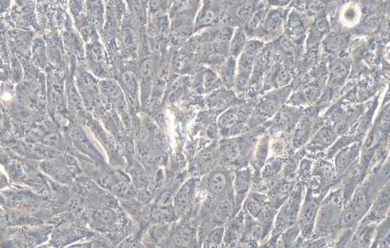 Primary Rabbit Gingival Fibroblasts (GF)