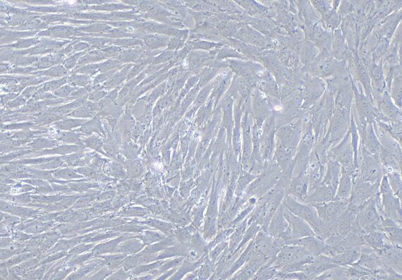 Primary Caprine Oral Mucosal Fibroblasts (OMF)