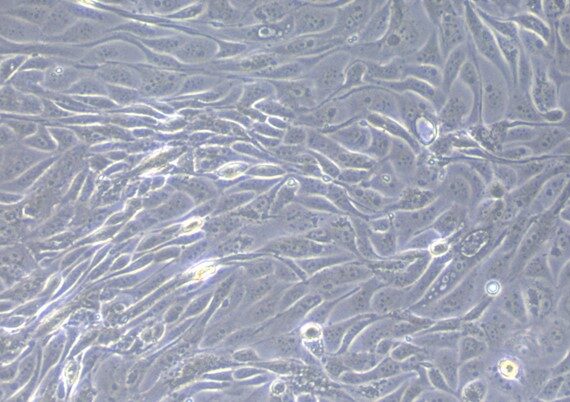 Primary Caprine Tubal Epithelial Cells (TuEC)
