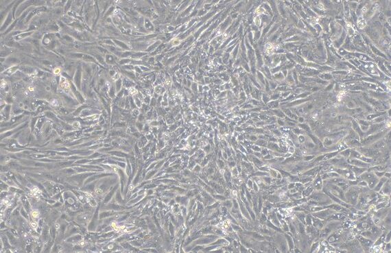Primary Caprine Mammary Epithelial Cells (MEC)