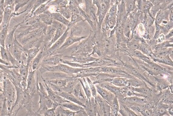 Primary Canine Aorta Adventitial Fibroblasts (AAF)