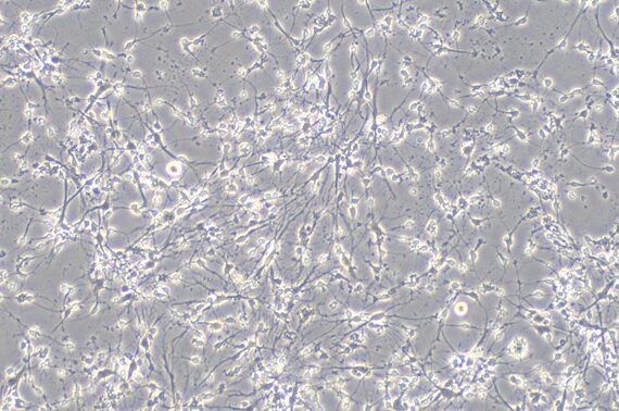 Primary Canine Olfactory Bulb Neuron Cells (OBNC)