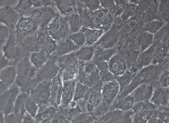 Primary Rat Conjunctival Goblet Cells (CGC)
