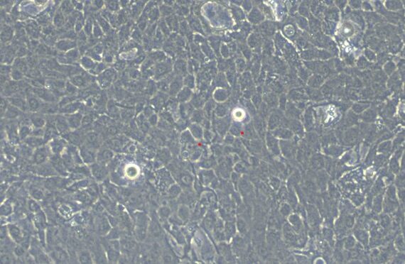 Primary Caprine Conjunctival Goblet Cells (CGC)