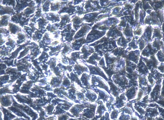 Primary Caprine Glomerular Podocytes (GP)