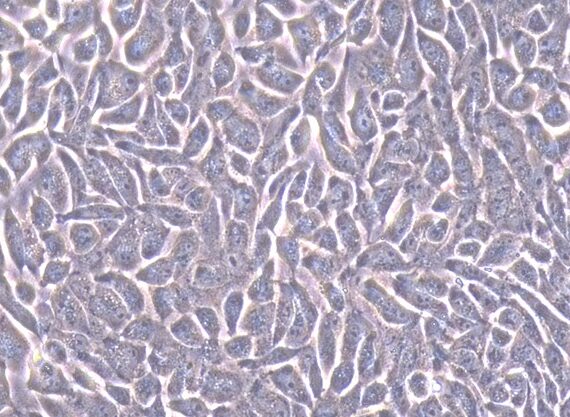 Primary Rabbit Epididymal Epithelial Cells (EpEC)