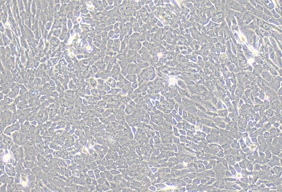 Primary Canine Thymic Epithelial Cells (TEC)