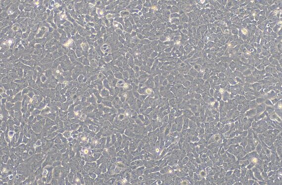 Primary Canine Bladder Epithelial Cells (BEC)