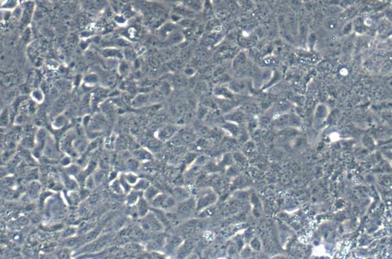 Primary Canine Seminal Vesicle Epithelial Cells (SVEC)