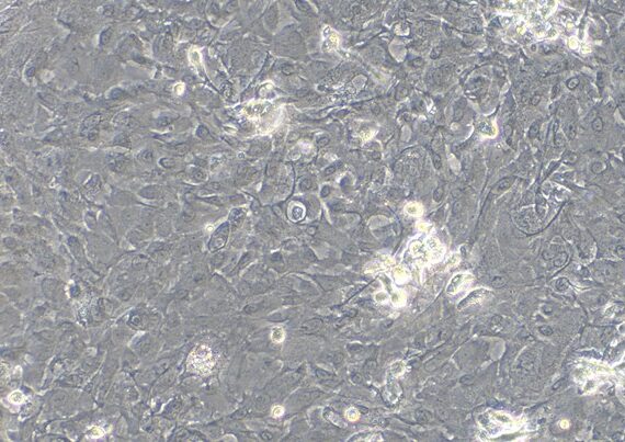 Primary Rabbit Oral Mucosal Epithelial Cells (OMEC)