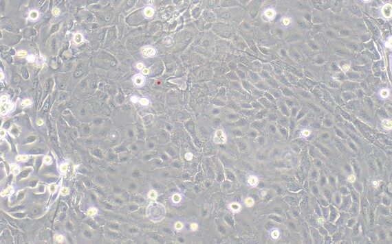 Primary Caprine Oral Mucosal Epithelial Cells (OMEC)