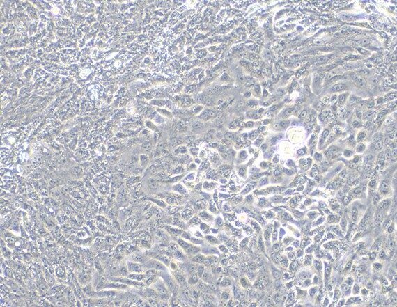 Primary Canine Prostate Epithelial Cells (PrEC)