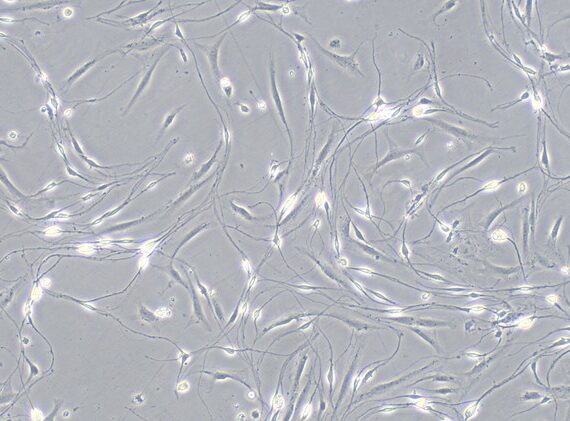 Primary Canine Schwann Cells (SC)