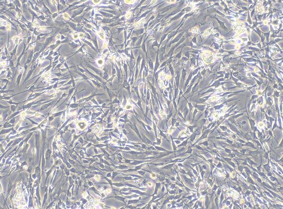 Primary Canine Dorsal Root Ganglion Neuron Cells (DRGN)