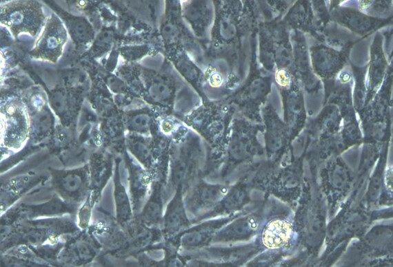 Primary Canine Peritoneal Mesothelial Cells (PMC)