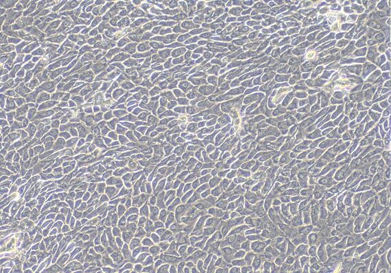 Primary Canine Gingival Epithelial Cells (GiEC)