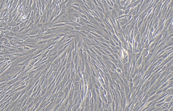 Primary Canine Gingival Fibroblasts (GF)