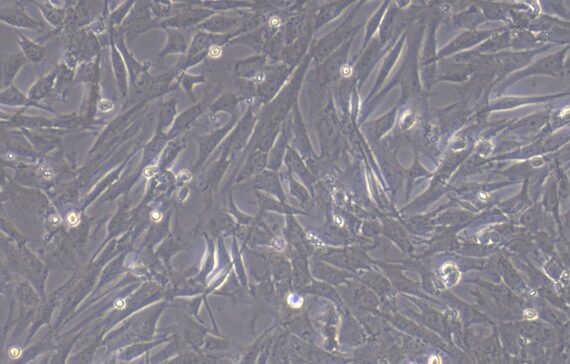 Primary Canine Intestinal Fibroblasts (IF)