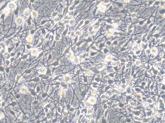 Primary Canine Hippocampal Neuron Cells (HNC)