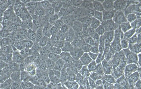 Primary Canine Lingual Epidermal Cells (LiEC)