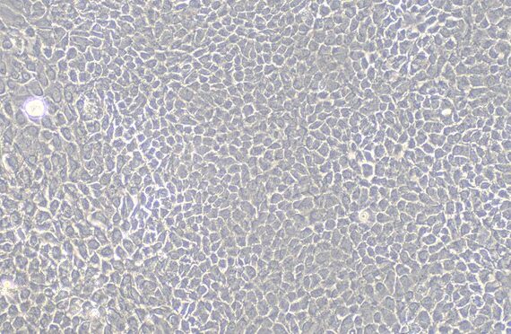 Primary Canine Nasal Mucosal Epithelial Cells (NMEC)