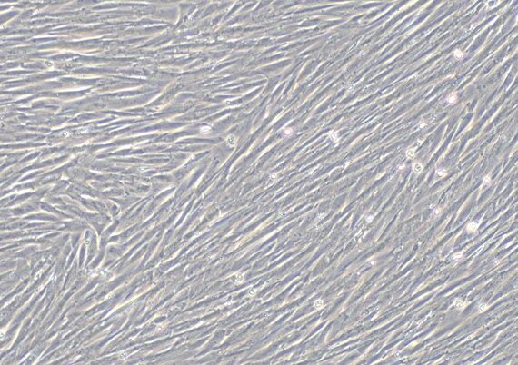 Primary Canine Nasal Mucosa Fibroblasts (NMF)