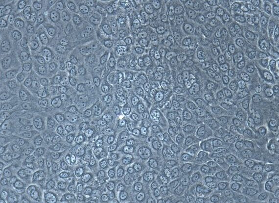 Primary Canine Oral Mucosal Epithelial Cells ( OMEC)