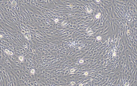 Primary Rat Thymic Epithelial Cells (TEC)