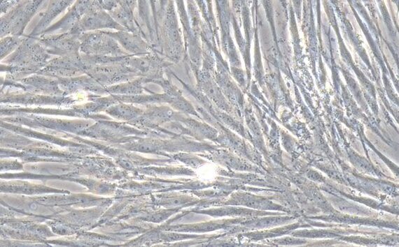 Primary Canine Skeletal Muscle Myoblasts (SMM)