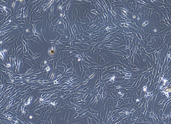Primary Canine Meniscus Fibrochondrocytes (MFCs)