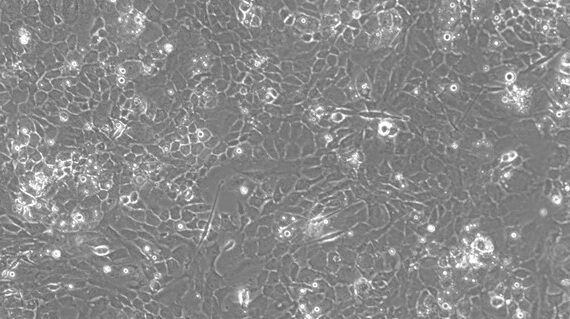 Primary Rat Auricular Chondrocytes (ACC)