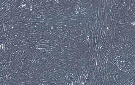 Primary Canine Auricular Chondrocytes (ACC)