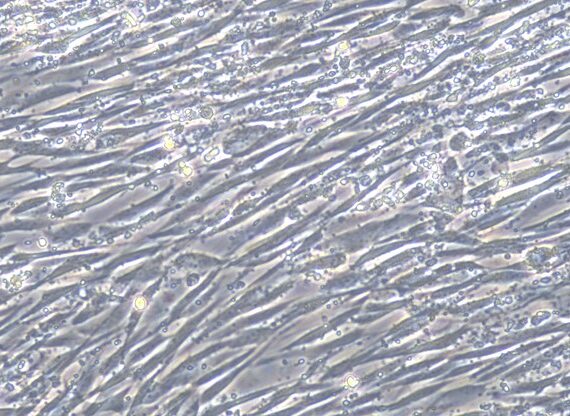 Primary Canine Adrenal Cortical Cells (ADCC)