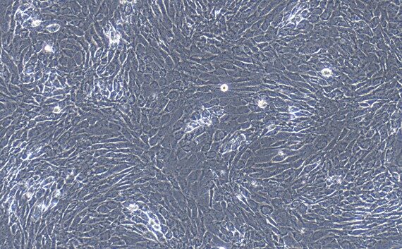 Primary Canine Tracheal Chondrocytes (TrC)