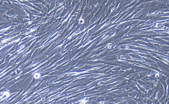 Primary Canine Lingual Muscle Skeletal Muscle Cells (LMSMC)
