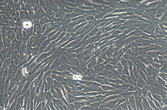 Primary Caprine Urethral Epithelial Cells (UrEC)