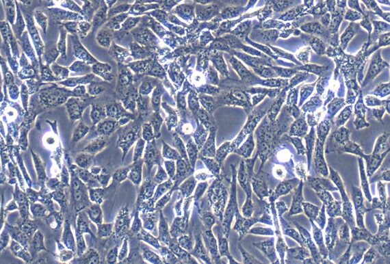 Primary Canine Gastric Epithelial Cells (GEC)