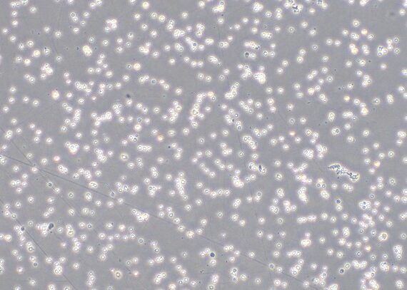 Primary Caprine Peripheral Blood Mononuclear Cells (PBMC)