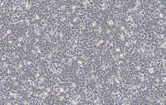 Primary Canine Olfactory Astrocytes (OA)