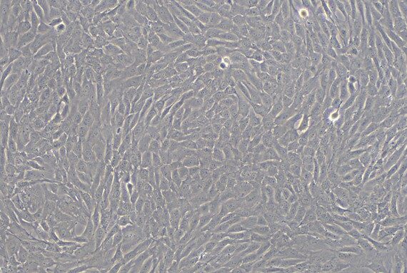 Primary Rat Tracheal Chondrocytes (TrC)