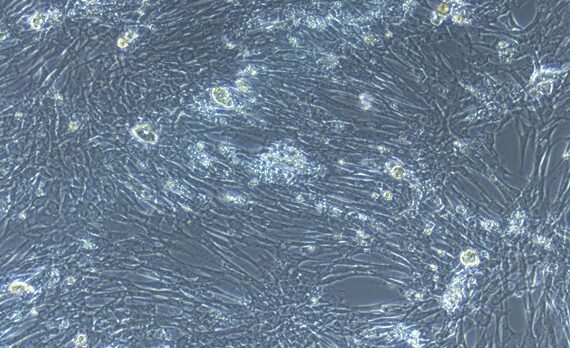 Primary Canine Colonic Smooth Muscle Cells (CSMC)