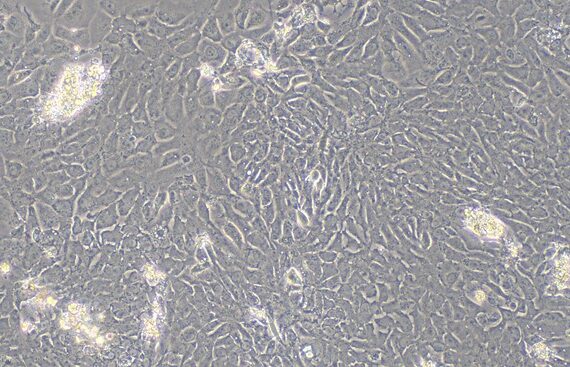 Primary Rat Endometrial Epithelial Cells (EEC)