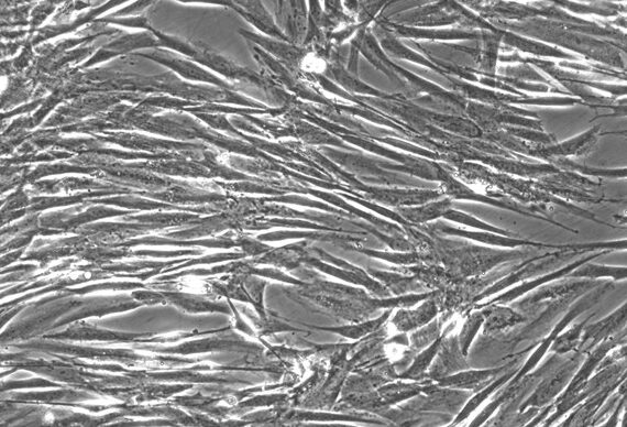 Primary Canine Tendon Cells (TC)
