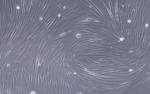 Primary Canine Adult Dermal Fibroblasts (ADF)