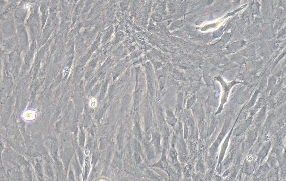 Primary Rat Corneal Fibroblasts (CF)