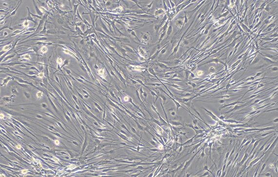 Primary Canine Trigeminal Ganglion Astrocytes (TGA)
