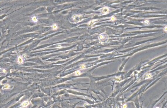 Primary Canine Brain Vascular Pericytes (BVP)