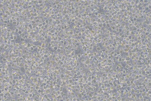 Primary Canine Hepatocyte (Hep)
